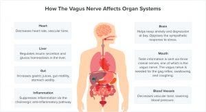 vagus-nerve-symptoms-organ-systems